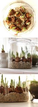 Forcing Paperwhites Bulbs In Water Jpg 500 1 395 Pixels Bulb Flowers Plants Planting Flowers