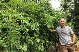 Diseases due to unfavorable environmental conditions are sometimes called. Tomato Diseases How To Id Prevent Manage Joe Gardener