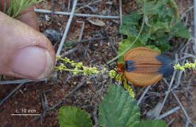 Image result for Lophiocarpus polystachyus