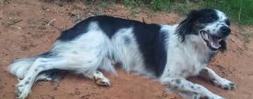 Maybe you would like to learn more about one of these? Border Collie Britt Dog Breed Facts And Information Wag Dog Walking