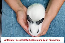Kaninchen Geschlecht erkennen - So gehts! & Anleitung und Profi-Tipps