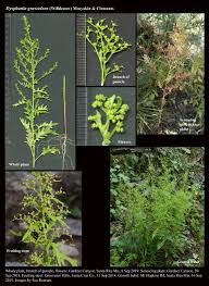 Image result for Dysphania