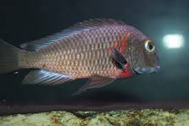 Tropheus Lupota Aquarium Fische Aquarienfische Aquarium
