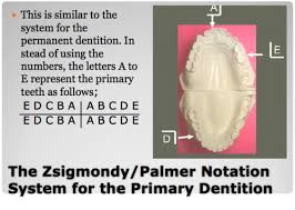 Teeth Numbering And Charting Flashcards Quizlet