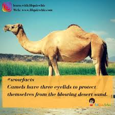 Come along on a desert adventure and have fun learning the special things about desert animals that help them survive a hot and dry climate.see all. Fun Quiz On Twitter Camels Have Three Eyelids To Protect Their Eyes From The Blowing Sand Two Of The Eyelids The Upper And Lower Eyelids Have Eyelashes The Third One Is A