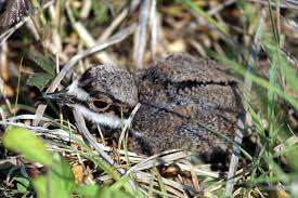 For example, if your bird's crop empties every four hours, you should be feeding him every four to five hours between 6 a.m. Right Steps Help Protect Baby Birds Article The United States Army