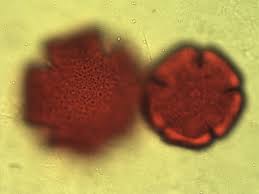 Image result for Thomandersia hensii