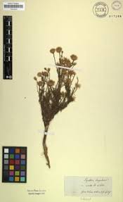 Image result for Pegolettia senegalensis