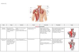 The anatomical basis of clinical practice. Exam 2 Lower Body Muscles Kn 253 Back Muscles Name Origin Insertion Action Innervation Description Superficial Extrinsic Muscles Trapezius Superficial Studocu