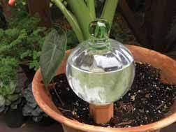 Mainly it should work effectively in any case. Watering Globes Large Watering Globes For Self Watering Plants Vacation Watering Watering Plants Vacation Self Watering Plants Water Plants