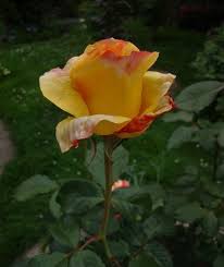 Die im rosendünger enthaltenen nährstoffe sorgen für ein. Rosen Schneiden Rosen Richtig Dungen Wann Und Womit Pflanzenschutz Bei Rosen Krankheiten Sternrusstau Mehltau Und Ros Rosenpflege Rosen Krankheiten Pflanzen
