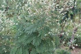Image result for Acacia decurrens
