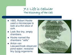 The discovery of the cell was possible due to the invention of the _ 2. Chapter 7 Cells Power Point Student Version