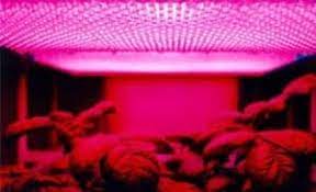 Plants that receive plenty of blue light will have strong, healthy stems and leaves. Does The Color Of Light Affect Plant Growth Greenhouse Today