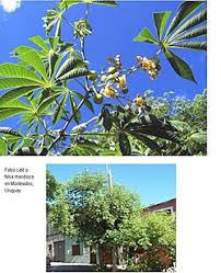 Image result for Manihot grahamii