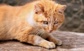 Kedi Turuncu Sari Yesil Pixabay De Ucretsiz Fotograf