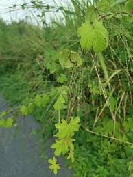 Image result for Lepistemon