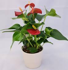 The leaves are rounded to oval in shape. Top 15 Indoor Flowering Plants Livinghours