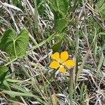 Image result for Momordica boivinii