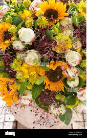 Image result for Talinum crispatulum