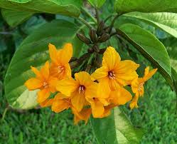 Image result for Cordia sp.A.