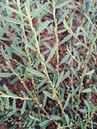 Image result for Indigofera lyallii