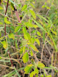 Image result for Mesosphaerum pectinatum