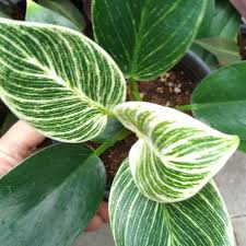 Philodendron Birkin In 2020 Indoor Plants Plant Leaves Plants