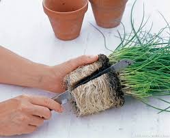 Diviser La Ciboulette Planter Ciboulette La Ciboulette Jardin Facile