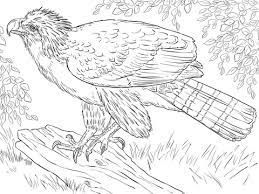 philippine eagle perched on a branch coloring page free printable pages coloriage de l&#x00027;amour sombre