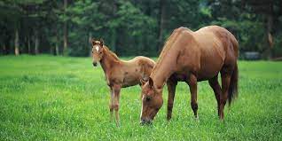 Thoroughbreds All You Need To Know About The World S Most Popular Racing Breed Insider Horse Latest Greatest Horse New Publication