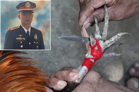 Police kill 11 suspected drug dealers in the philippines days after its president declared he would 'give people who shot criminals a medal'. Police Chief Killed By Rooster While Breaking Up Cockfight
