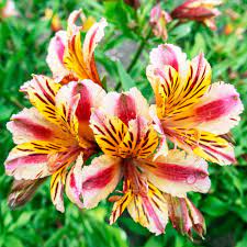 Spring Hill Nurseries Majestic Henri Princess Lily Alstroemeria Live Bareroot Perennial Plant Yellow And Red Flowers 1 Pack 62793 The Home Depot Spring Hill Nursery Perennial Plants Part Shade Flowers