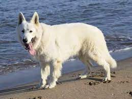 White German Shepherd Rarity Cost Temperament And More World Of Dogz