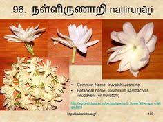 Check spelling or type a new query. 99 à®šà®™ à®• à®‡à®²à®• à®• à®¯ à®®à®²à®° à®•à®³ Ideas Flower Names Flowers Botanist