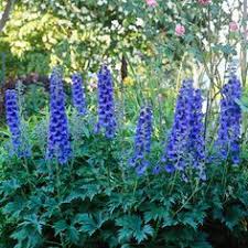 Delphinium Cool Plants Cottage Garden Plants Cottage Garden