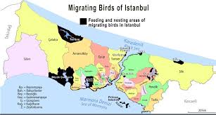 Istanbul Un Kuslari Gocmen Kuslar Kus Istanbul