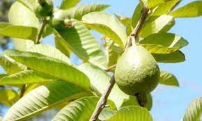 Description guava, psidium guajava, is an evergreen shrub or small tree in the family myrtaceae grown for its edible fruits. Guava Tree Nutritious Tropical Fruit At Home Epic Gardening