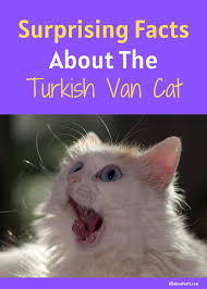 Discover All About The Turkish Van Cat And If This Is The Breed For You In 2020 Turkish Van Cats Cats Turkish Van