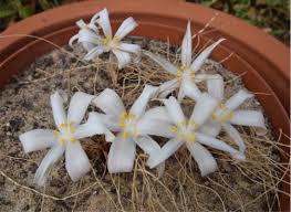 Image result for Gethyllis