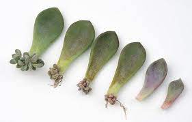 Propagating Succulents From Leaves The Succulent Eclectic Propagate Succulents From Leaves Propagating Succulents Growing Succulents