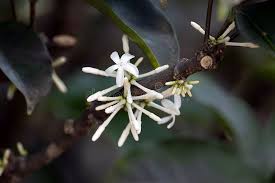 Image result for Pleiocarpa