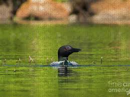 × unfortunately, the station stopped broadcasting. Loon Ii Puzzle For Sale By Alana Ranney