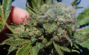 Check spelling or type a new query. How To Eliminate The Red Spider Mites In Marijuana Plants Bsf Seeds Uk
