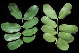 Image result for Baikiaea