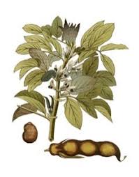 Image result for Vicia faba
