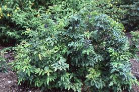 Grape holly displays its new foliage in an alluring red color and has fragrant yellow flowers in spring. Mahonia Aquifolium Compacta Landscape Plants Oregon State University