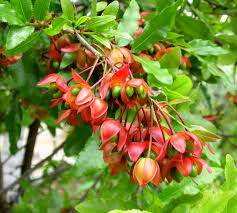 Image result for Ochna kirkii