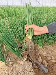 プロに聞く タマネギ 玉ねぎ の栽培方法とおすすめ品種 トウ立ちを防ぐには