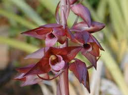Image result for Eulophia caricifolia